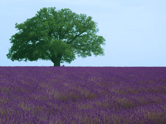 Near-by Lavendar Fields