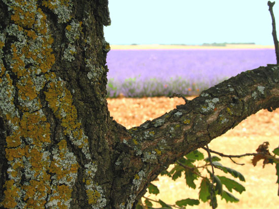 Live Oak near Lavendar