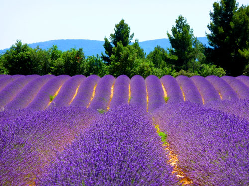 Around Valensole