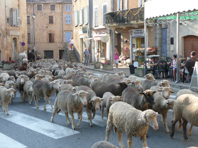 Sheep and goats run wild in the streets of Entrecasteaux