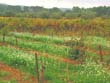 wine stock